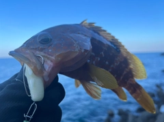 キジハタの釣果