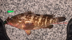 アコウの釣果