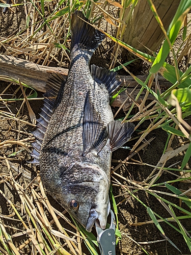 チヌの釣果