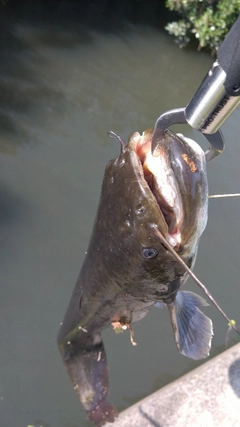 ナマズの釣果