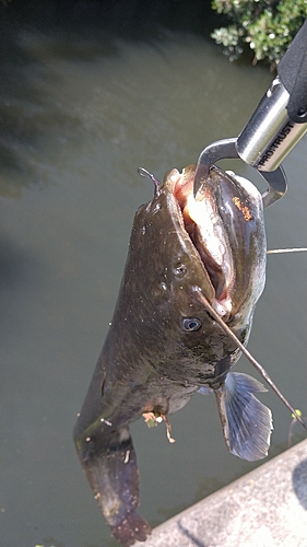 ナマズの釣果