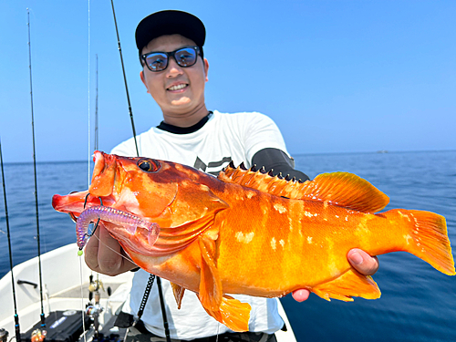 アカハタの釣果