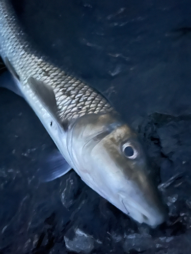 ニゴイの釣果