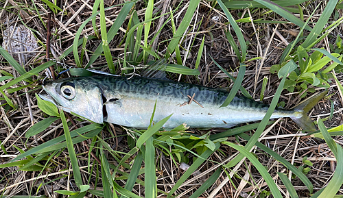 サバの釣果