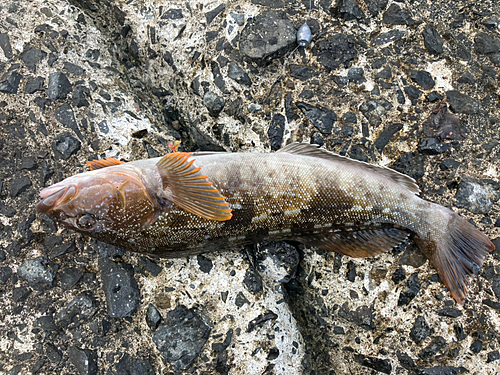 アイナメの釣果