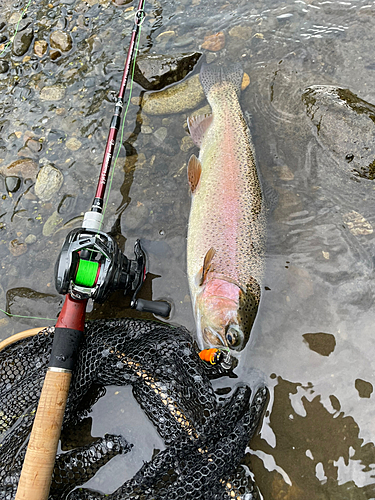 ニジマスの釣果