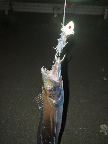 タチウオの釣果