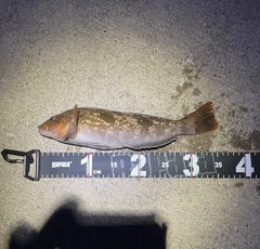 アイナメの釣果