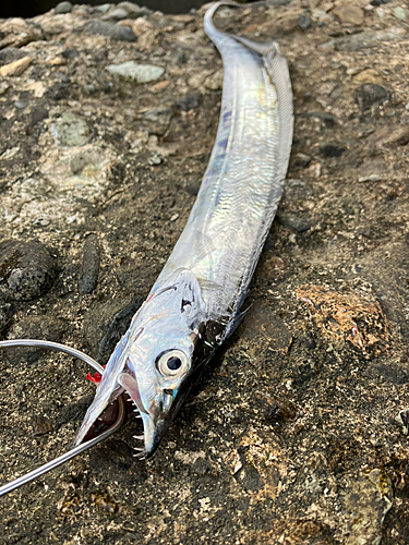 タチウオの釣果