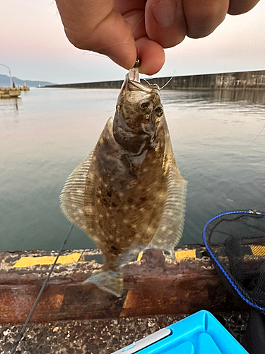 ソゲの釣果