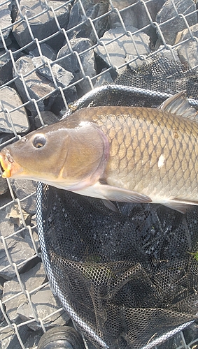 コイの釣果