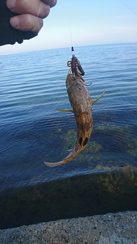 キジハタの釣果