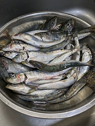 マイワシの釣果