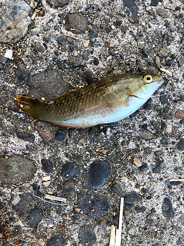 ベラの釣果