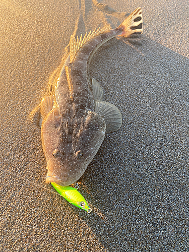 マゴチの釣果