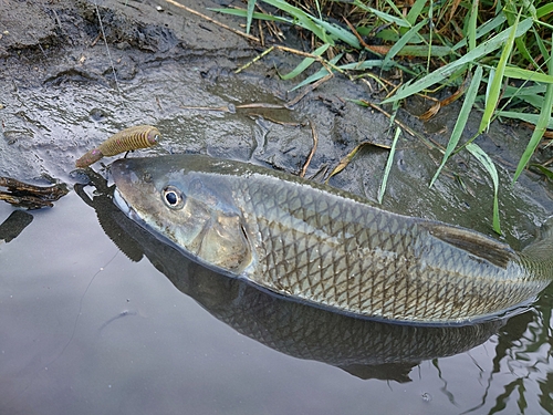 ニゴイの釣果