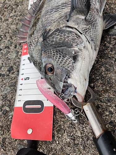 チヌの釣果