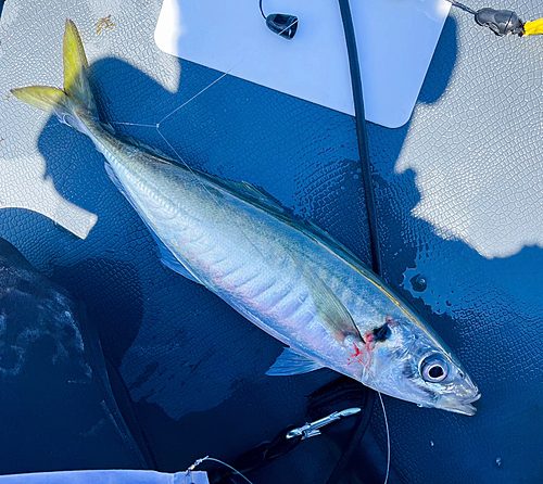 マルアジの釣果