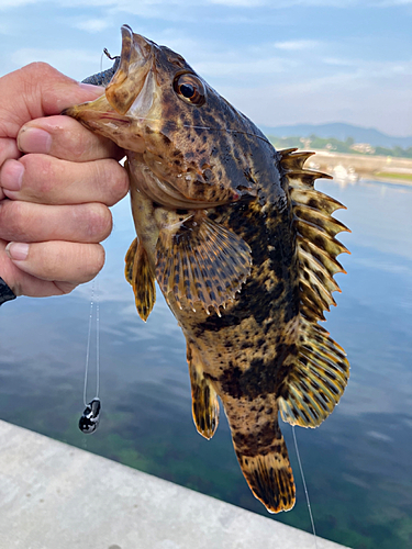 タケノコメバルの釣果