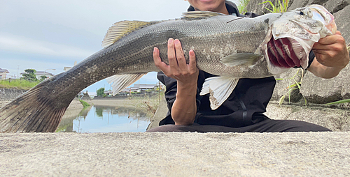 スズキの釣果