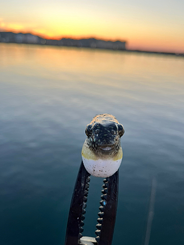 フグの釣果