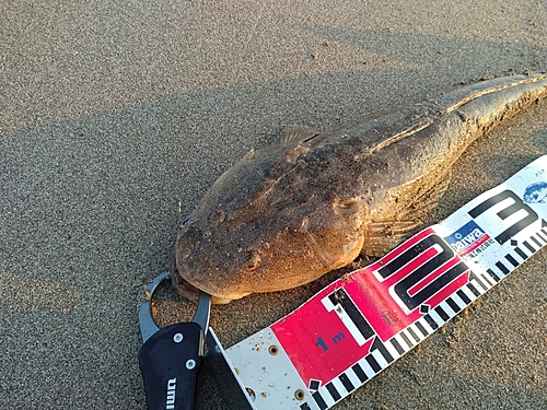 マゴチの釣果