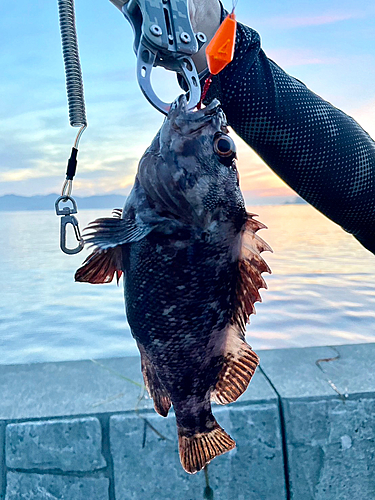 ソイの釣果