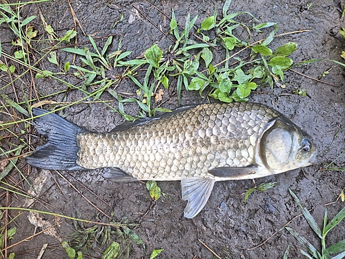 フナの釣果