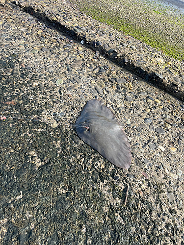 ツバクロエイの釣果