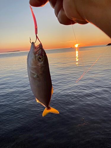 ワカシの釣果