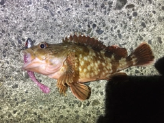 カサゴの釣果