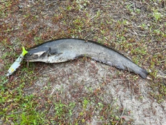 ニホンナマズの釣果