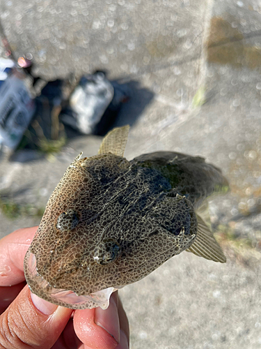 マゴチの釣果