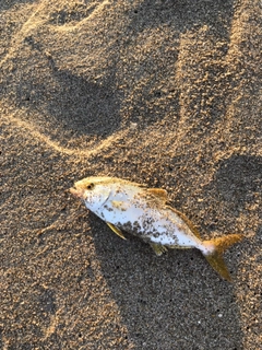 ショゴの釣果