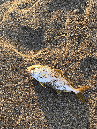 ショゴの釣果