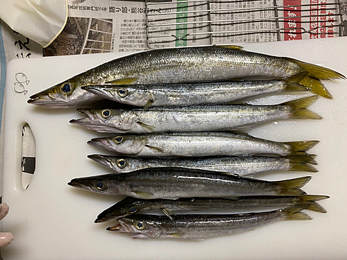 カマスの釣果