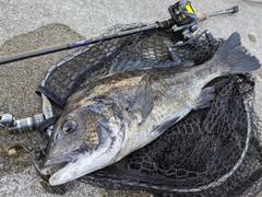 クロダイの釣果