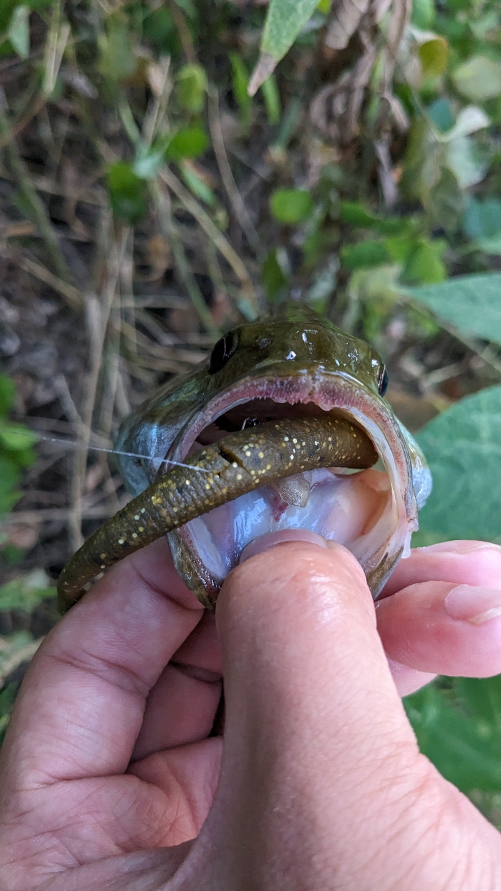 スモールマウスバス