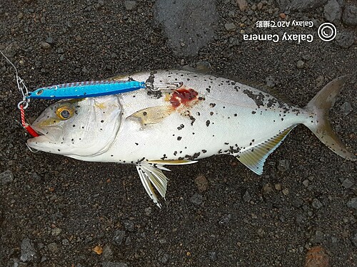 カンパチの釣果