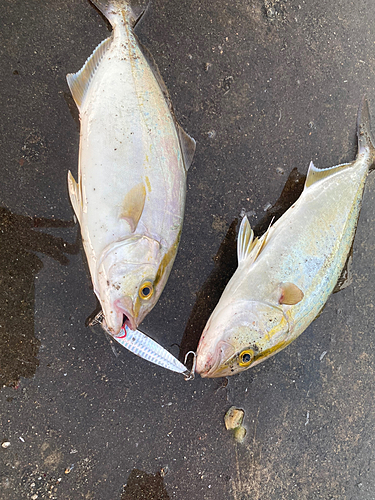 ショゴの釣果