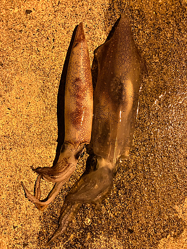 ケンサキイカの釣果