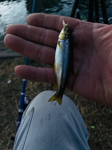 ウグイの釣果