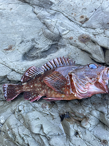 カサゴの釣果