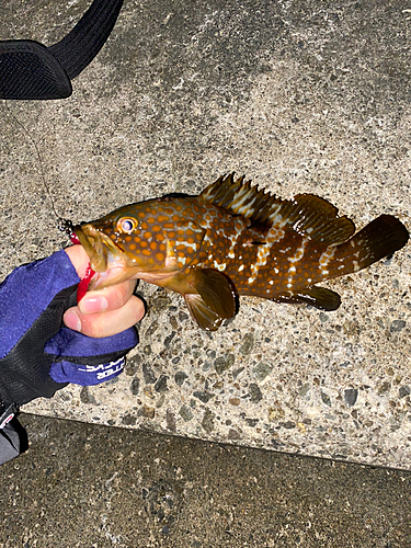 キジハタの釣果