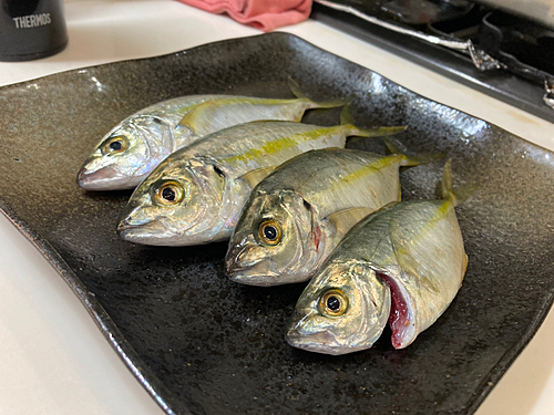 シマアジの釣果