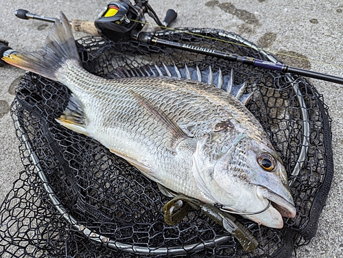 キビレの釣果