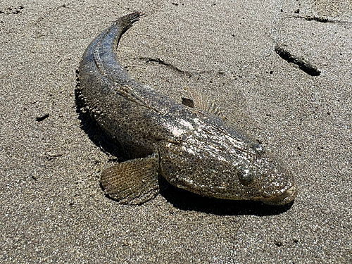 マゴチの釣果