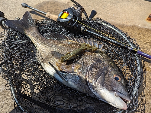 クロダイの釣果