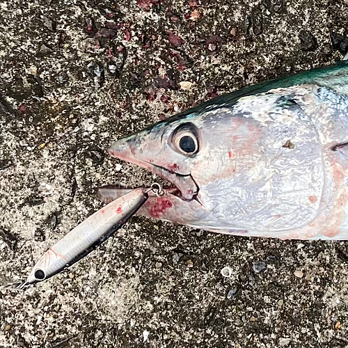 ハガツオの釣果