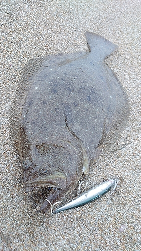 ヒラメの釣果